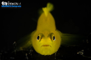 A Little Yellow
Yellow goby (Gobiodon okinawae) 
Lembeh... by Irwin Ang 